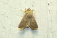 Hoplodrina