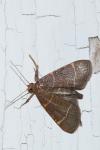 Hypsopygia glaucinalis