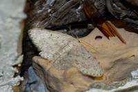 Idaea seriata