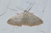 Idaea subsericeata