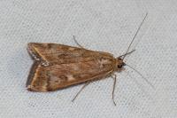 Loxostege sticticalis