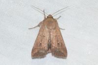 Mythimna ferrago