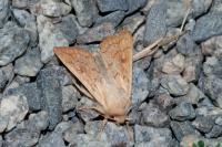 Mythimna vitellina