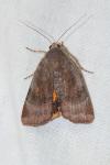 Noctua janthe/janthina