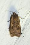 Noctua pronuba