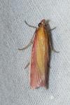 Oncocera semirubella