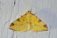 Opisthograptis luteolata