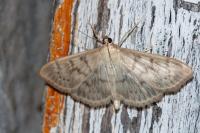 Patania ruralis