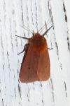 Phragmatobia fuliginosa