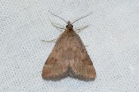 Pyrausta despicata