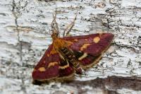 Pyrausta purpuralis