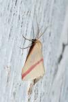 Rhodometra sacraria