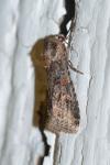 Spodoptera exigua