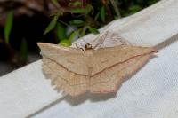 Timandra comae