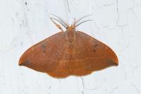 Watsonalla binaria
