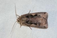 Xestia c-nigrum