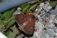Xestia xanthographa