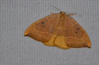 Watsonalla binaria