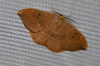 Watsonalla binaria