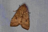 Sunira circellaris