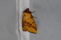 Xanthia togata