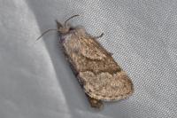 Trichiura crataegi