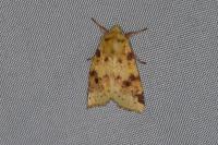 Cirrhia icteritia