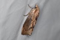 Galleria mellonella