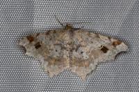 Macaria alternata