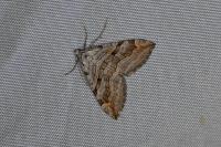 Aplocera efformata