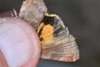 Noctua janthe