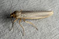 Eilema caniola