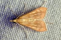 Antigastra catalaunalis