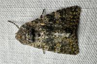 Polymixis xanthomista