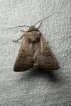 Hoplodrina ambigua