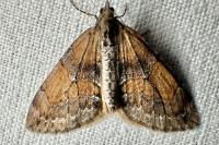 Thera obeliscata