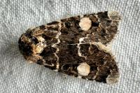 Oxytripia orbiculosa