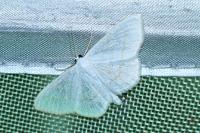 Scopula subpunctaria