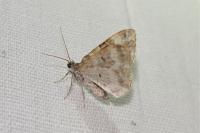 Epirrhoe alternata