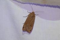 Noctua pronuba