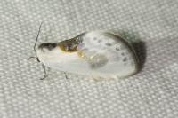 Cilix glaucata