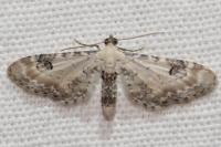 Eupithecia centaureata