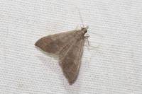 Mecyna asinalis