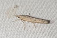 Pediasia contaminella