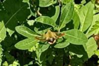 Hemaris tityus