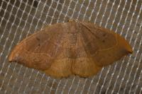 Watsonalla binaria