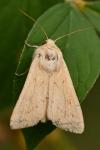 Mythimna vitellina