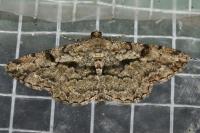 Peribatodes rhomboidaria rhomboidaria