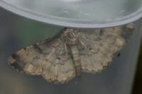 Peribatodes rhomboidaria rhomboidaria