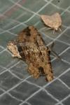 Menophra abruptaria